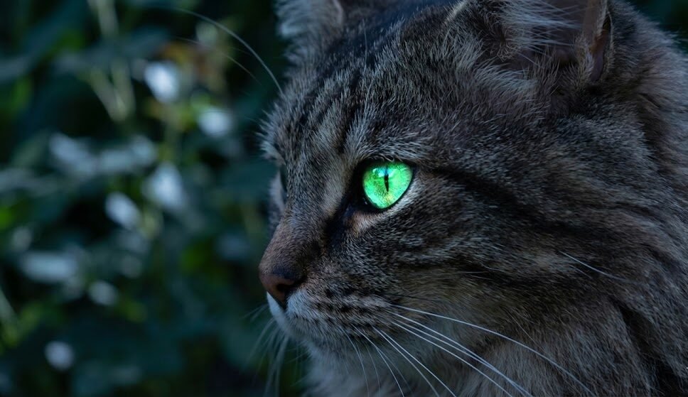 عين قطة تلمع في الظلام بسبب طبقة بساط الشفيف التي تعزز الرؤية الليلية